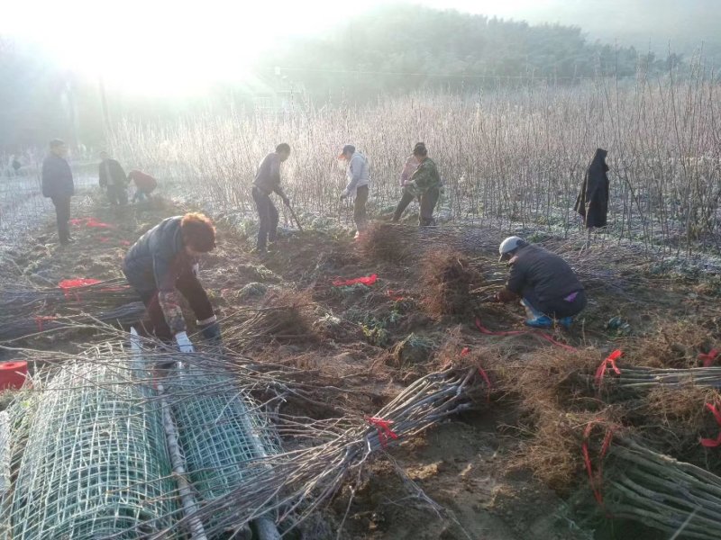 山核桃碧根果小苗品种保证可签合同。零售价18
