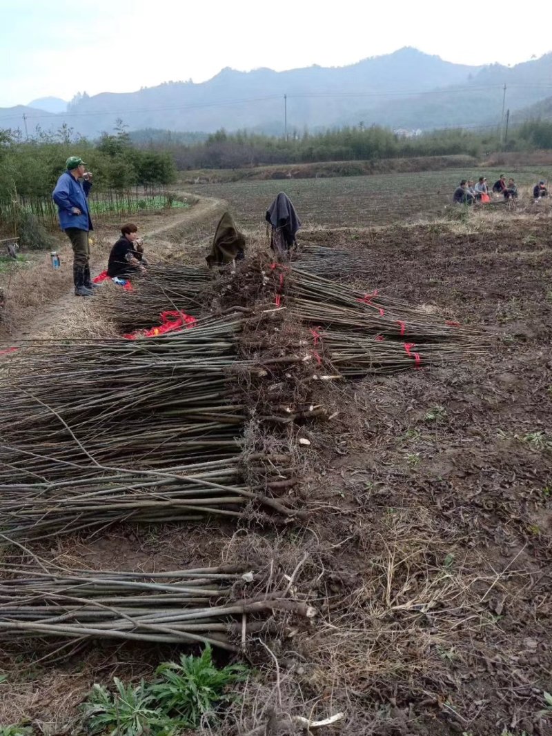 山核桃碧根果小苗品种保证可签合同。零售价18