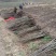 山核桃碧根果小苗品种保证可签合同。零售价18