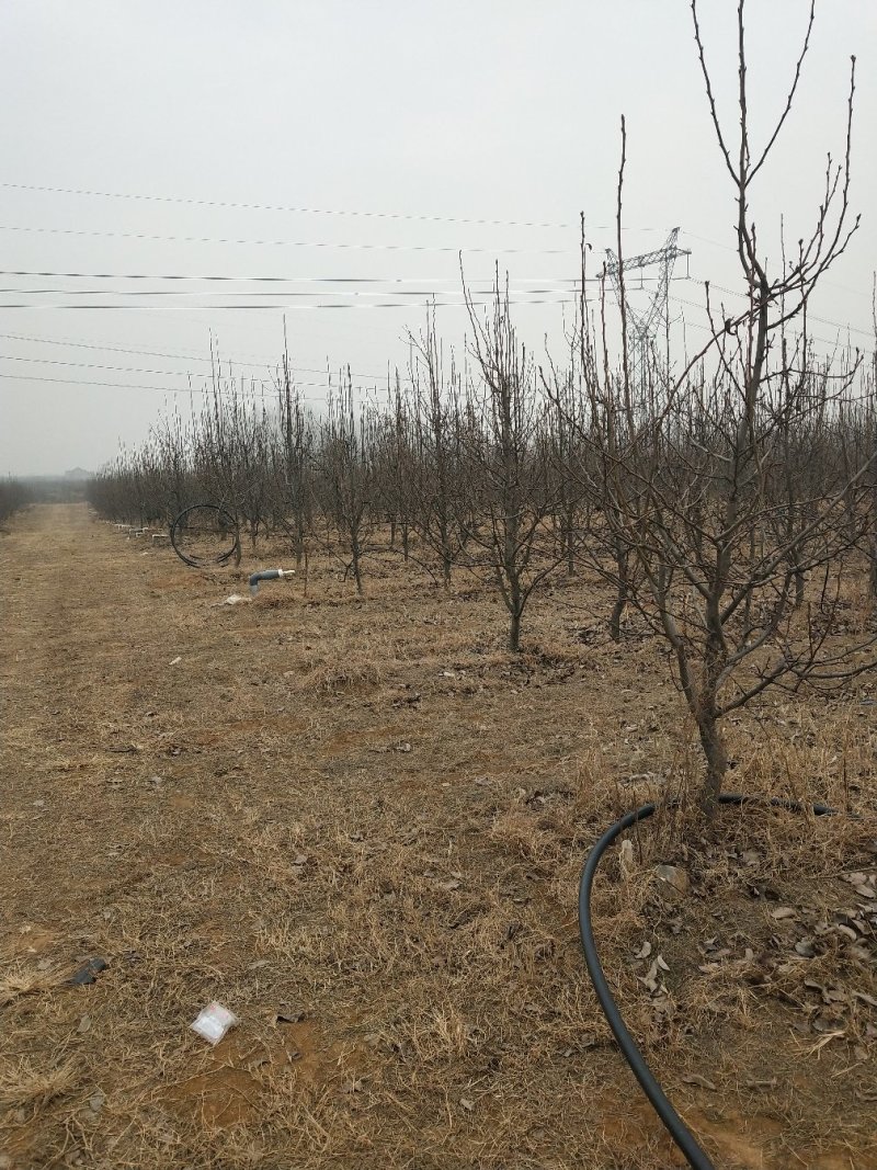 梨树大苗，5年树。10公分左右