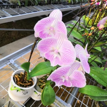 蝴蝶兰大花蕙兰多色可选苗圃大量供应