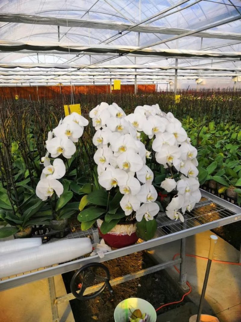 蝴蝶兰大花蕙兰多色可选苗圃大量供应