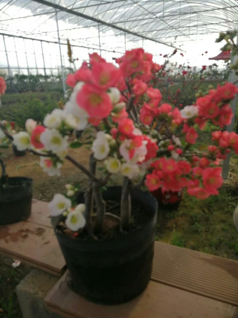 木瓜苗，木瓜海棠苗，西府海棠苗，长寿冠海棠苗