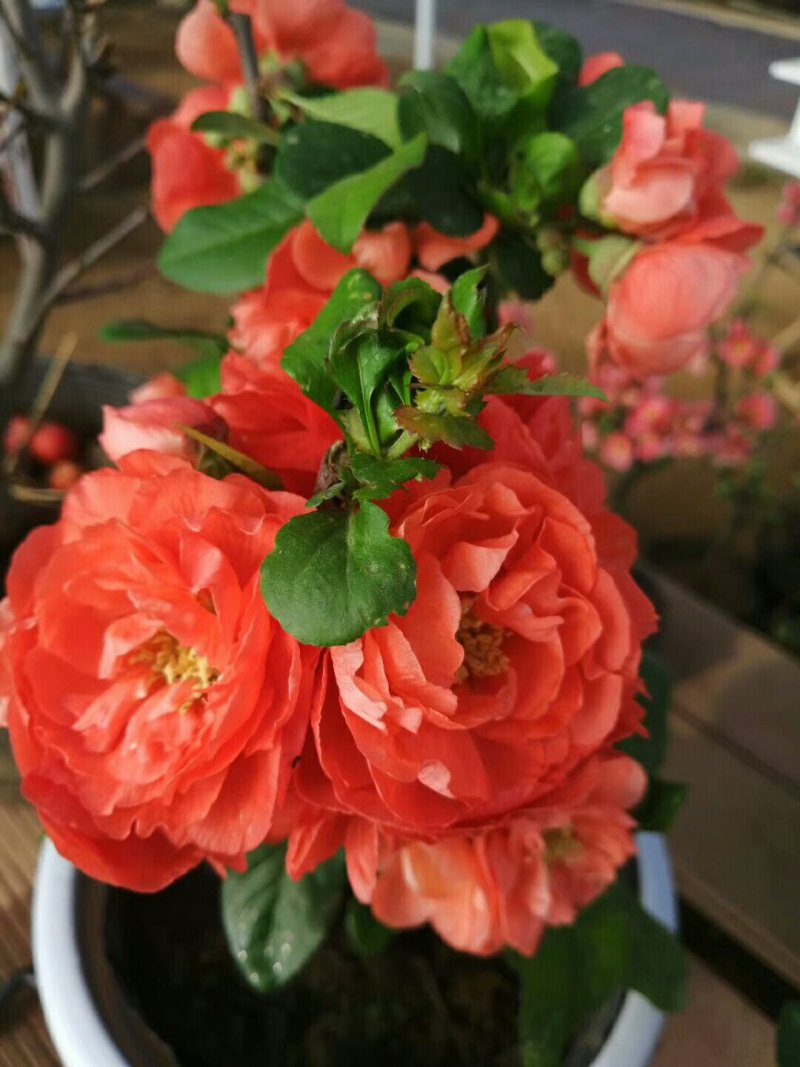 木瓜苗，木瓜海棠苗，西府海棠苗，长寿冠海棠苗