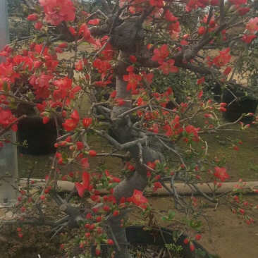 木瓜苗，木瓜海棠苗，西府海棠苗，长寿冠海棠苗
