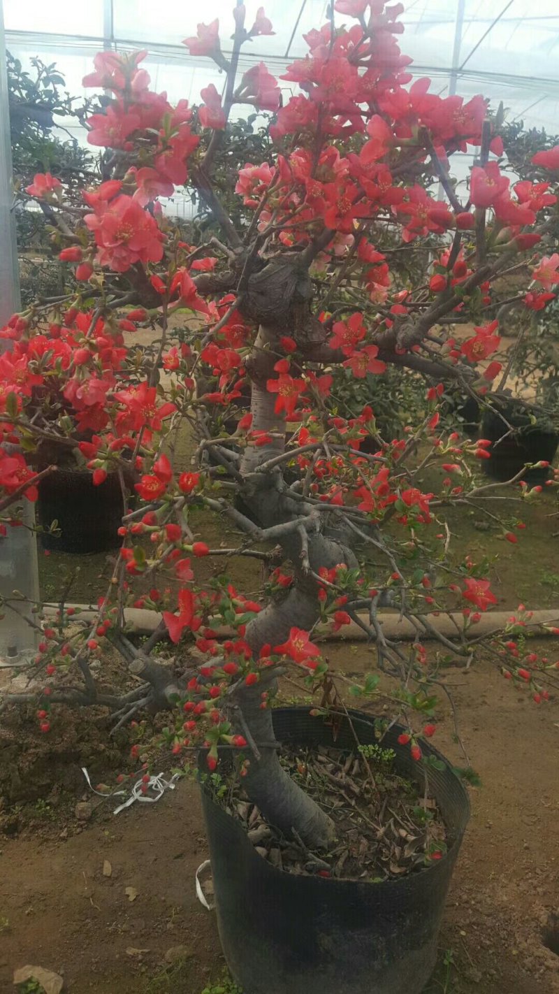 木瓜苗，木瓜海棠苗，西府海棠苗，长寿冠海棠苗