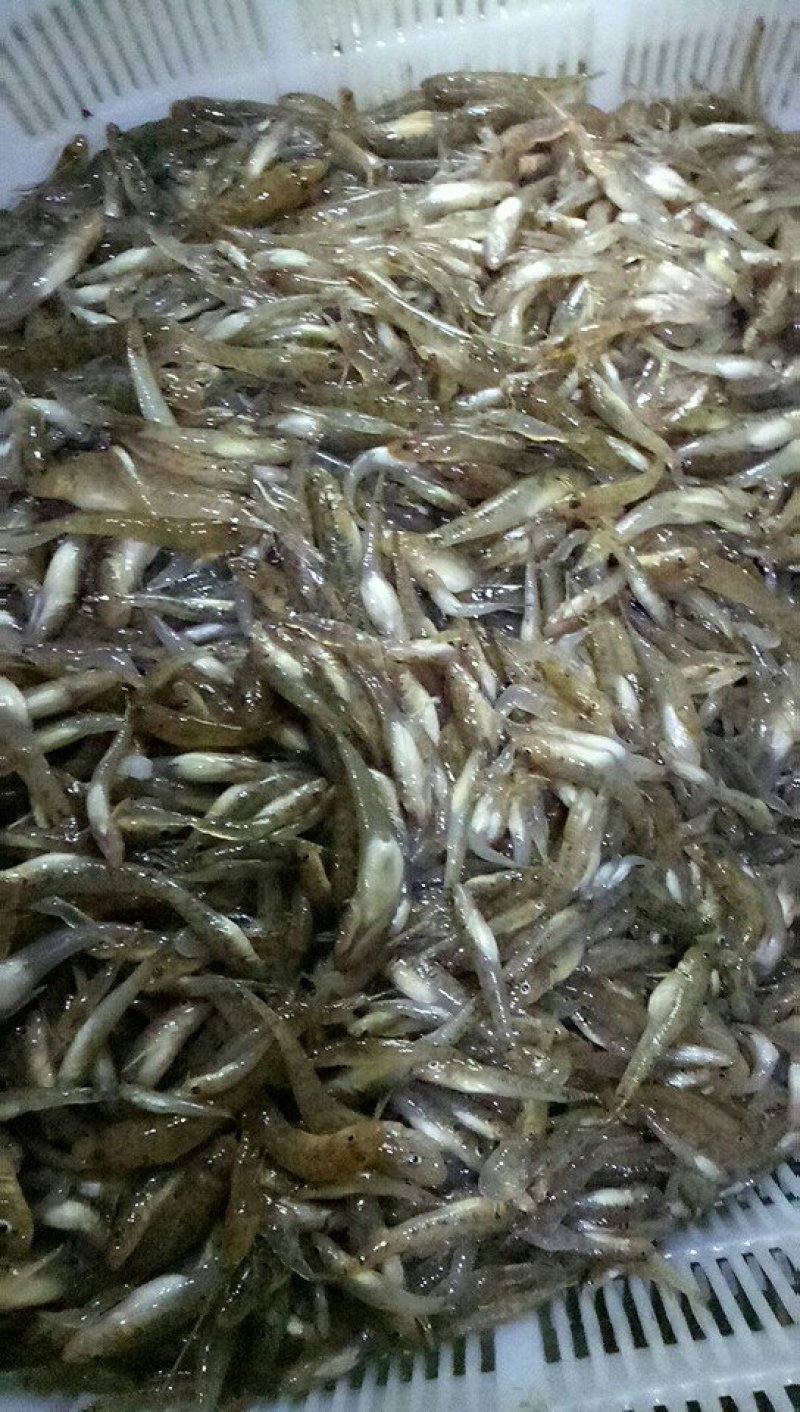 山根鱼