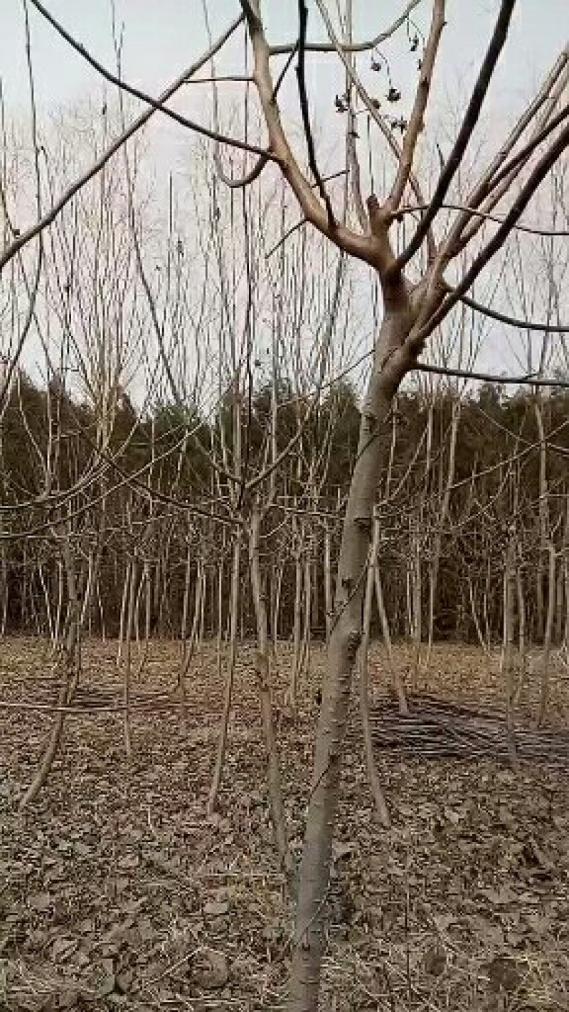 临沂浩森苗木，培育木瓜海棠苗，北美海棠苗，苗木量大，