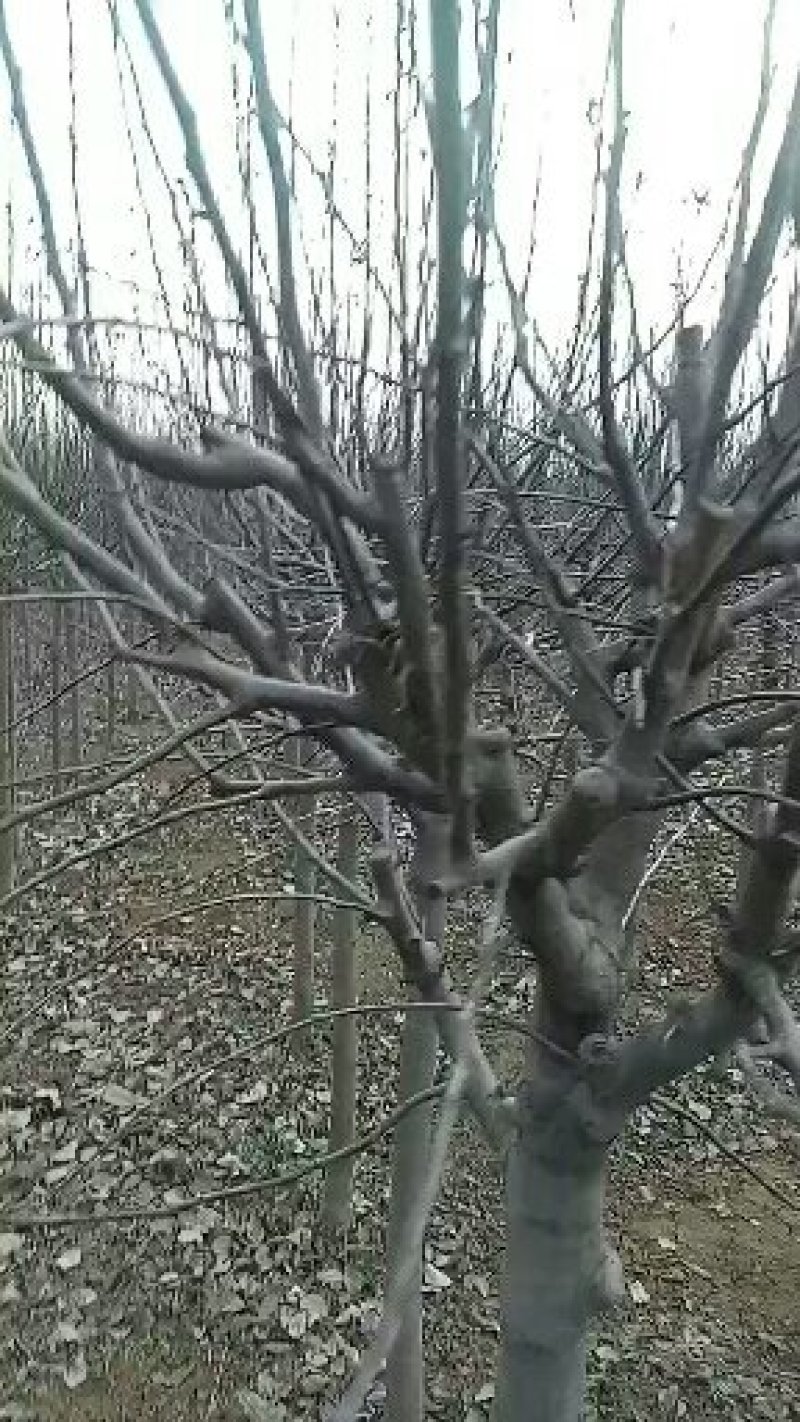 临沂浩森苗木，培育木瓜海棠苗，北美海棠苗，苗木量大，