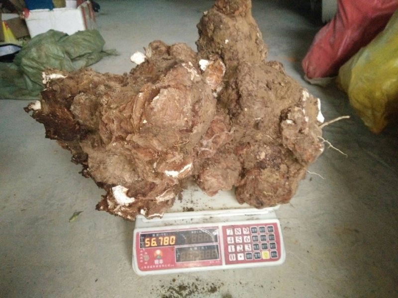 茯苓