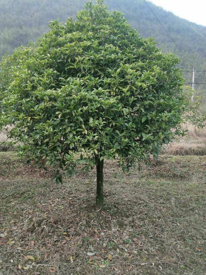 八月桂