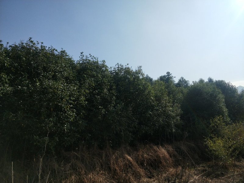 八月桂