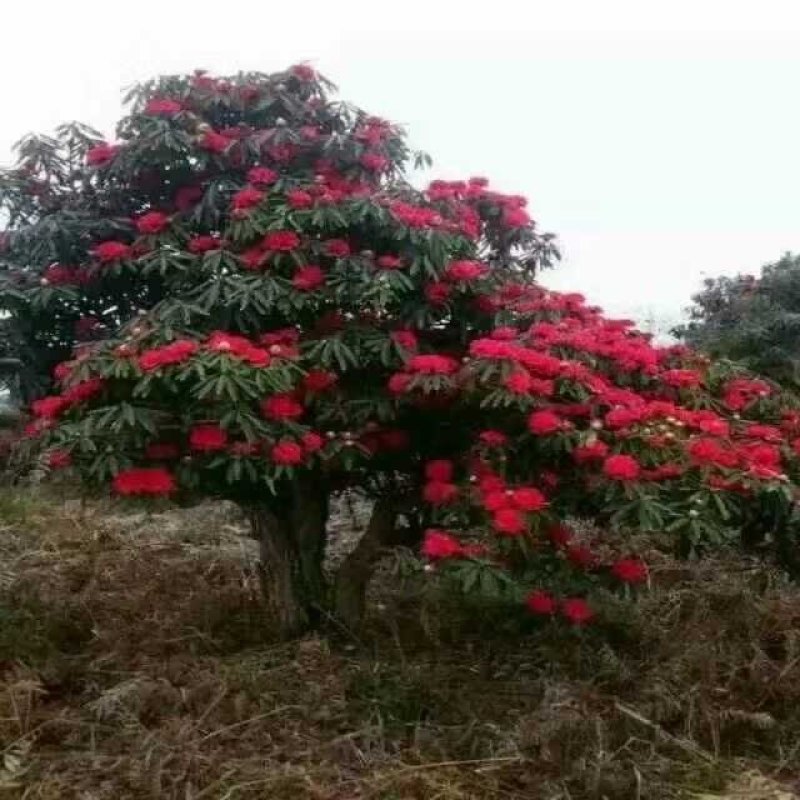 杜鹃，马缨花，高山杜鹃