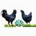 绿壳蛋鸡苗纯种黑羽五黑鸡蛋鸡苗五黑一绿绿壳蛋鸡鸡苗
