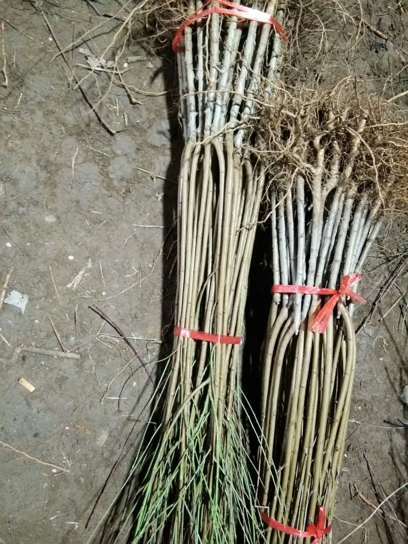 珍珠枣油桃苗包纯度包结果量大优惠死苗补发