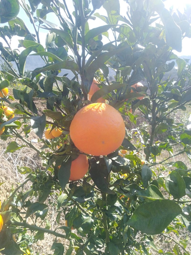 柑橘
