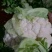 菜花紧花