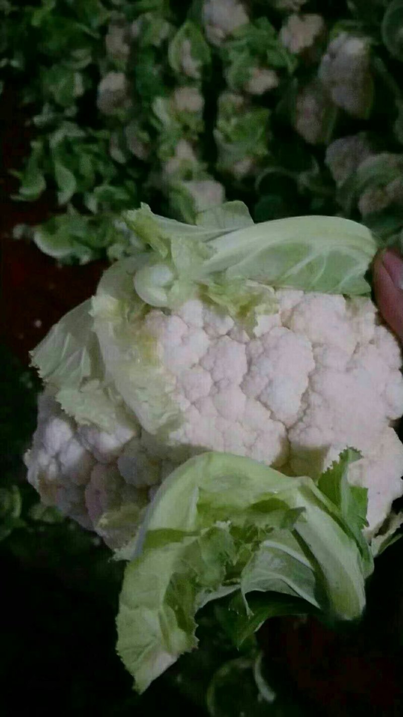 菜花紧花