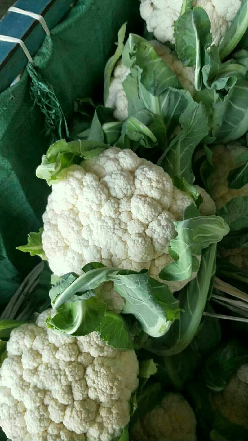 菜花紧花