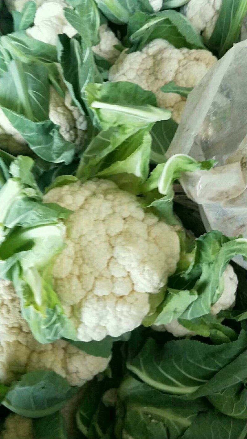 菜花紧花