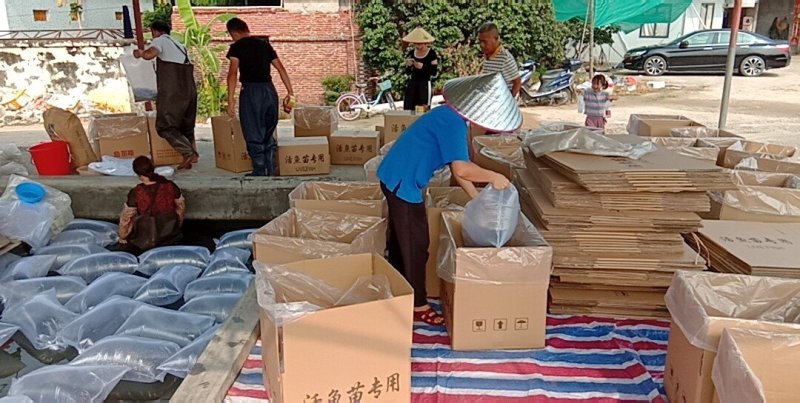 越南巴沙鱼苗批发养殖场直供全国包活发货