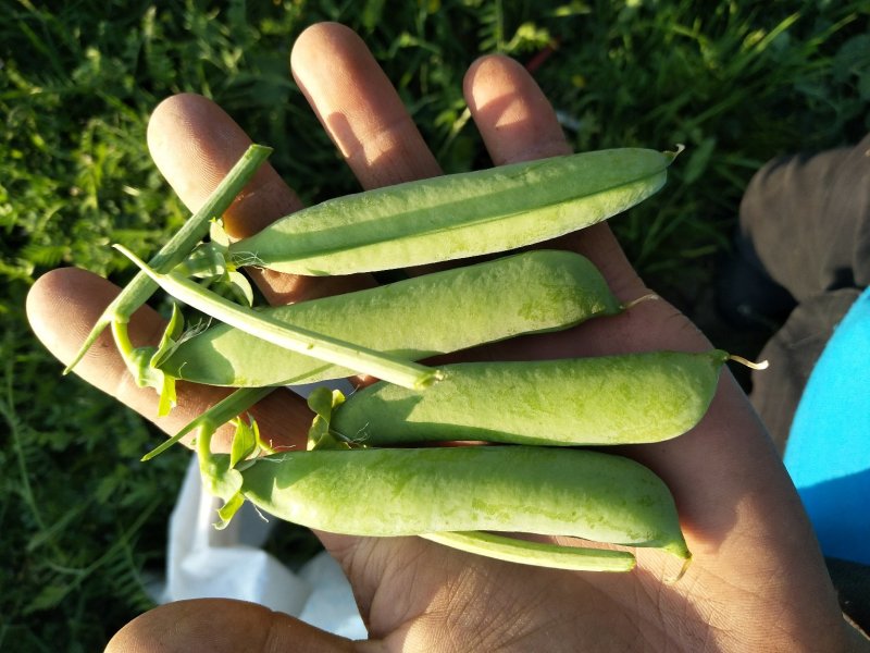 青豌豆，长寿仁豌豆，去把甜豌豆，可打冷发货，大量供应