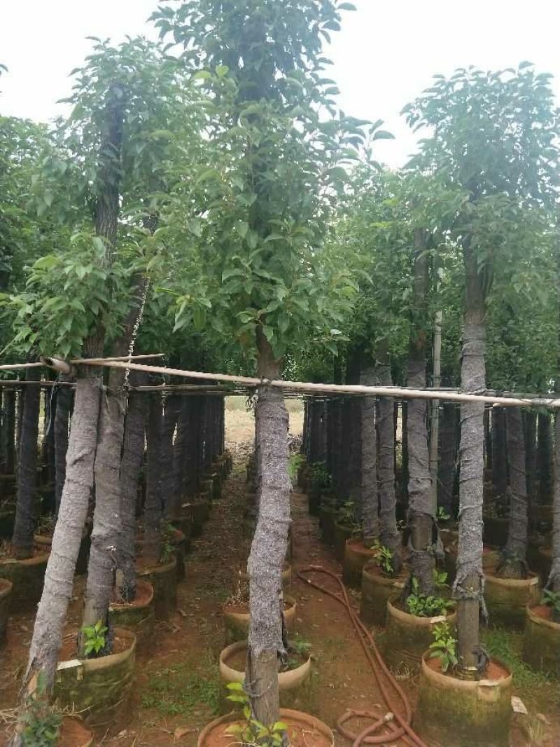 香樟