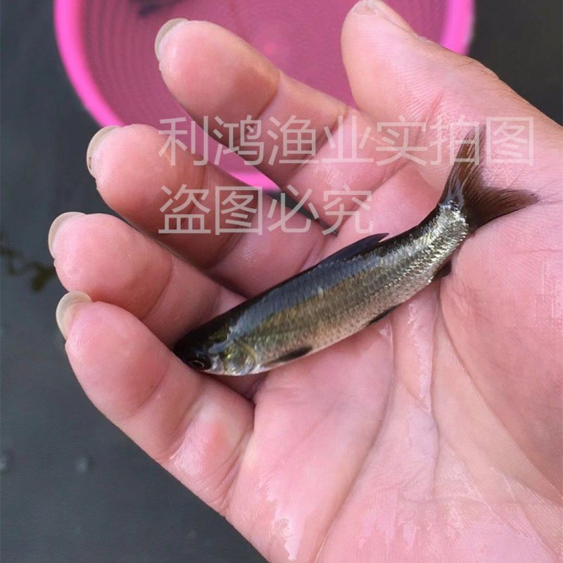 青鱼苗螺丝鱼苗黑魭苗养殖场直供全国包活发货