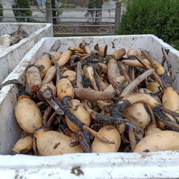 荷花荷花基地直销荷花浙江荷花价格佳颖园艺