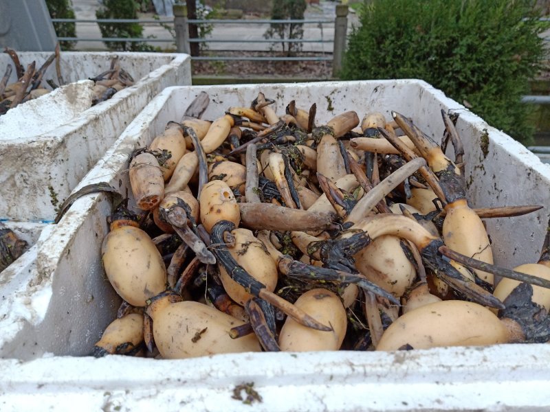 荷花荷花基地直销荷花浙江荷花价格佳颖园艺