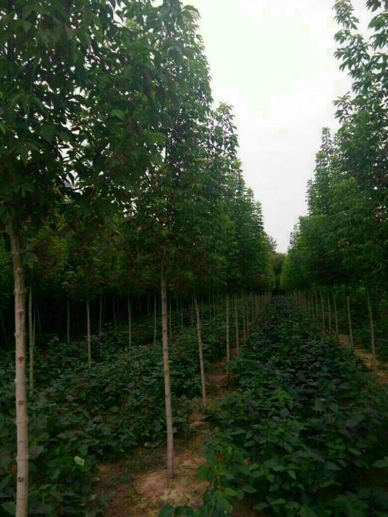 3一12复叶槭