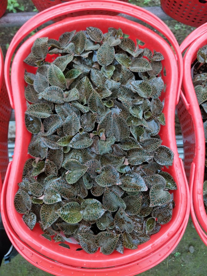 【闽之宝】金线莲礼篮，花篮，