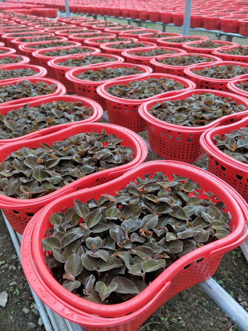 【闽之宝】金线莲礼篮，花篮，