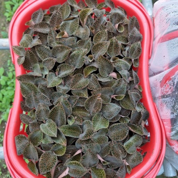 【闽之宝】金线莲礼篮，花篮，