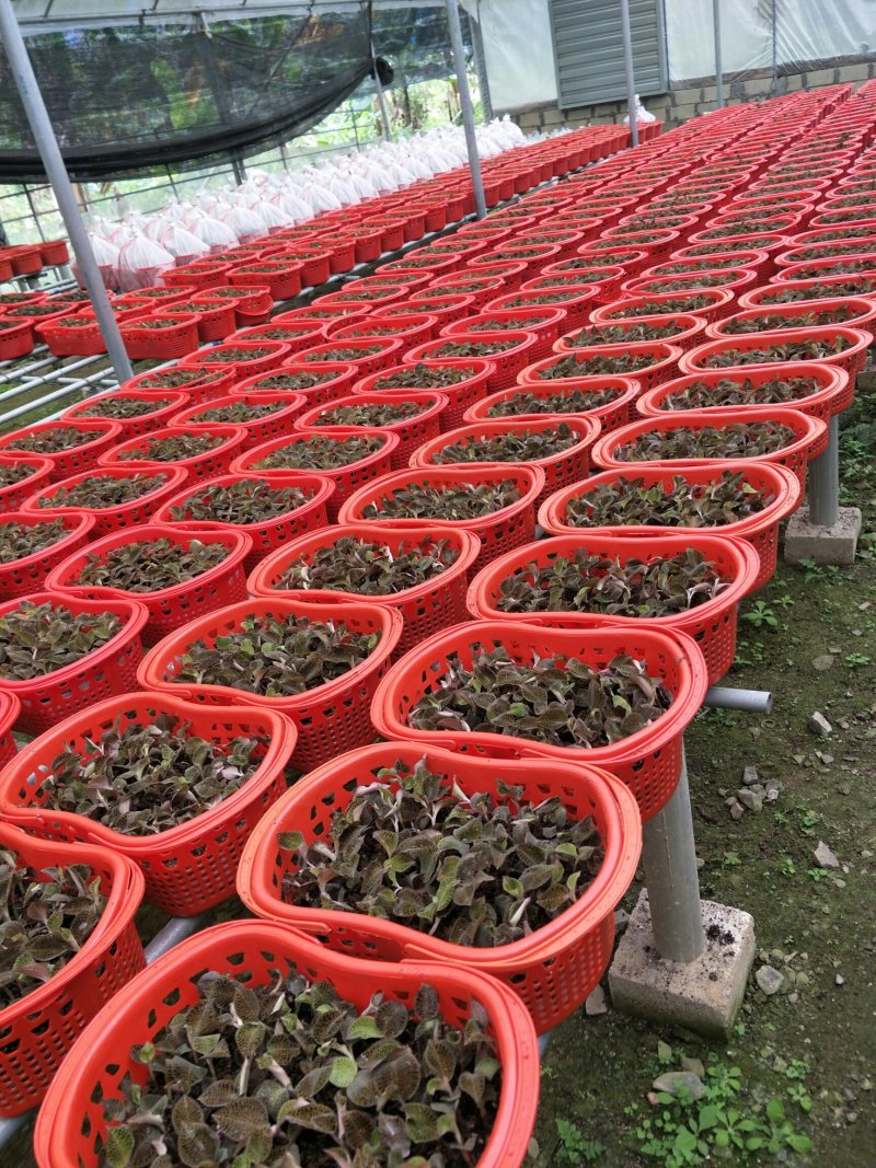 【闽之宝】金线莲礼篮，花篮，