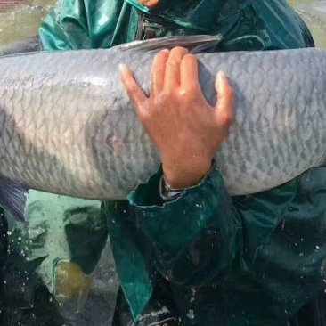 青鱼