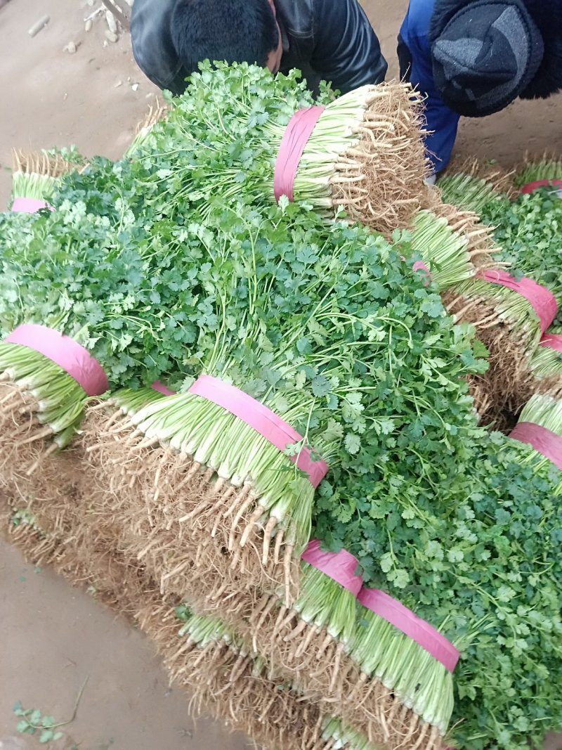 聊城铁杆青香菜，大量供应各大电商平台，商超，市场等。