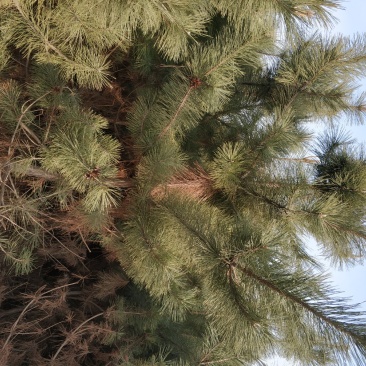 黑松大量出售，本苗圃大量出售黑松，规格齐全价格便宜。