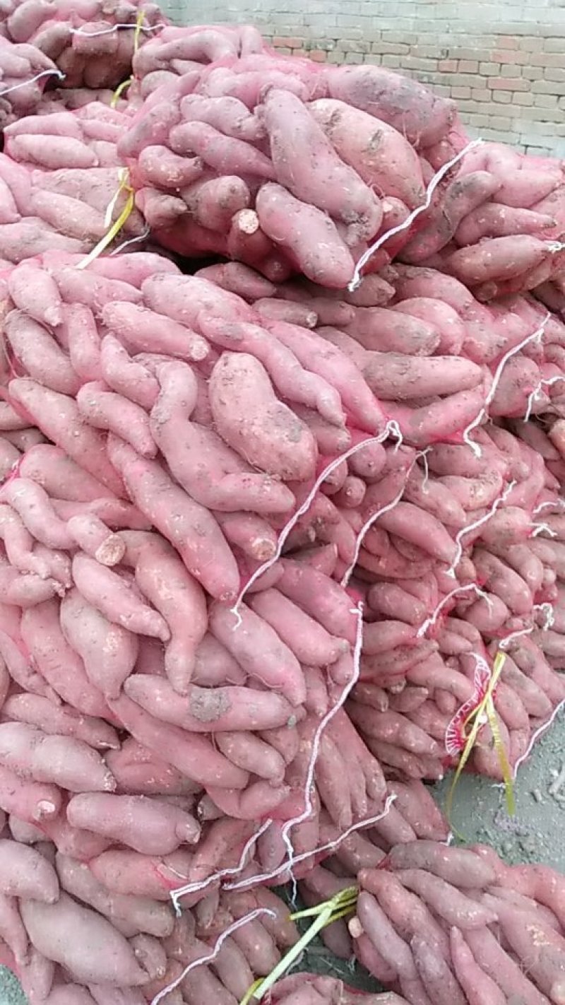 龙薯9