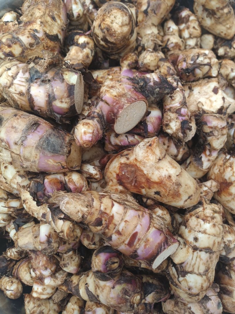土磨芋粉，干粉