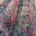 蓝莓苗2年以上50~80cm