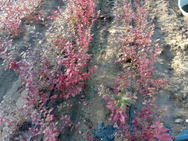蓝莓苗2年以上50~80cm