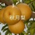 梨树苗