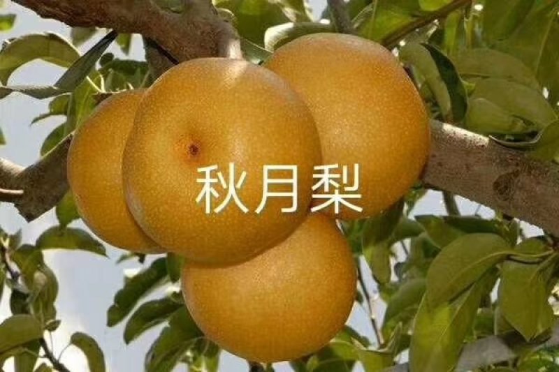 梨树苗