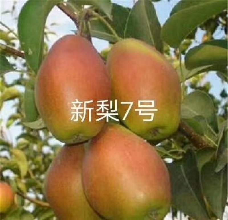 梨树苗