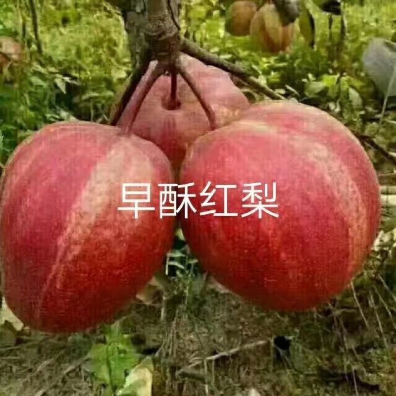 梨树苗