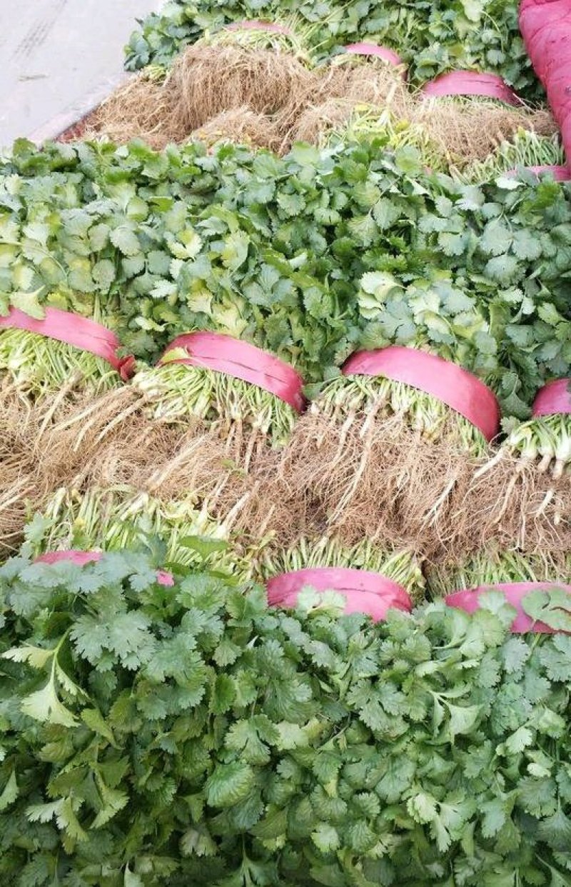精品香菜货源充足，产地直发，诚信经营欢迎客商来电