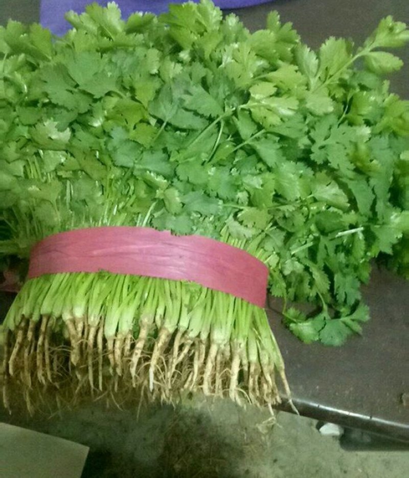 精品香菜货源充足，产地直发，诚信经营欢迎客商来电