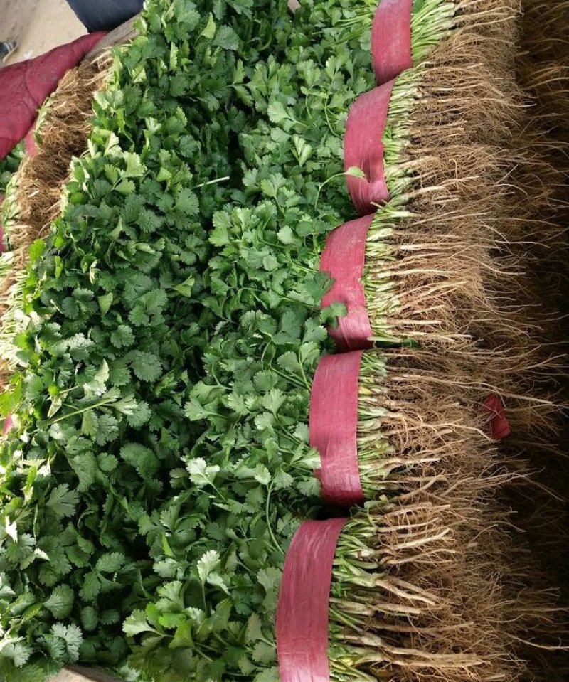精品香菜货源充足，产地直发，诚信经营欢迎客商来电