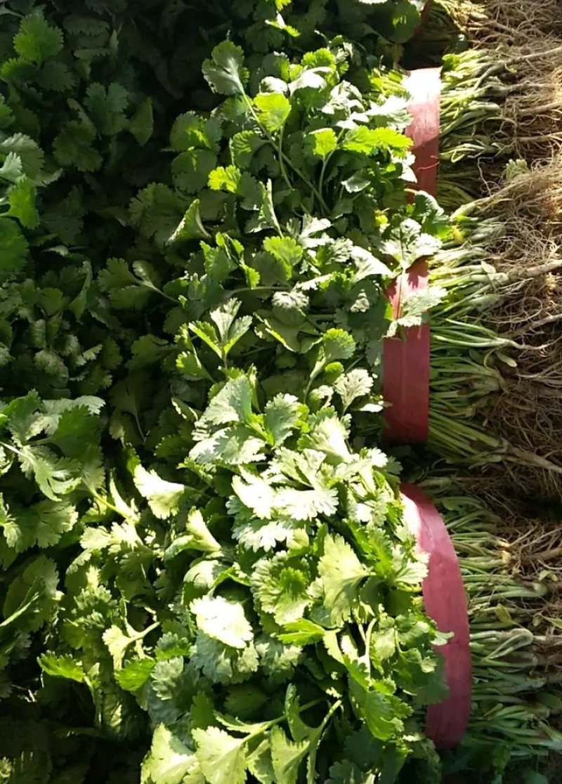 精品香菜货源充足，产地直发，诚信经营欢迎客商来电